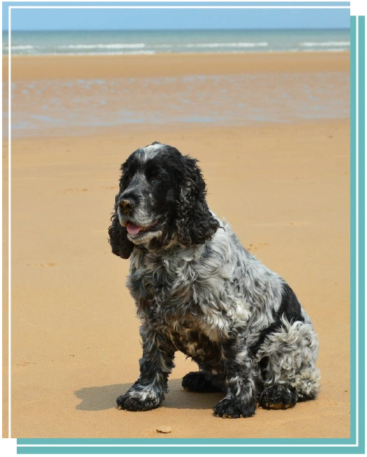 Cocker spaniel sitting on the beach, with sea in the background